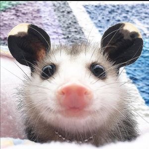 Meet your Posher, Veronica